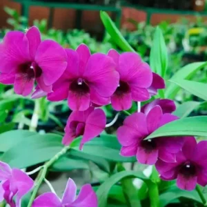 Chang Deang Seedling