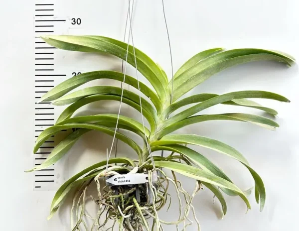 Vanda Violet 18 Blooming Size - Image 2