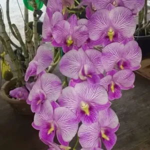 Pink Stripe 50 Seedling