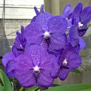Vanda Violet 18 Blooming Size