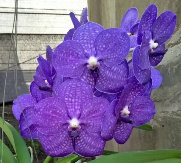 Vanda Violet 18 Blooming Size