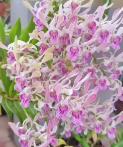 Rabbit Peach 93 Seedling