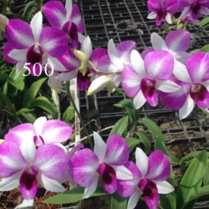 Sweet Two Tone Seedling