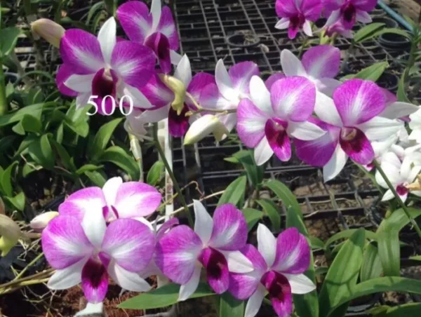 Sweet Two Tone Seedling