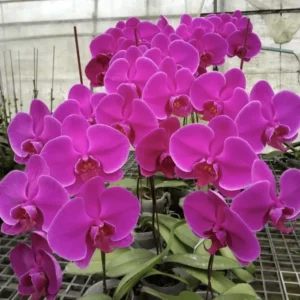 Phalaenopsis Midnight Rambler Near to Blooming Size