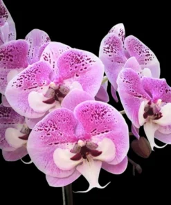 Ready to Flower Size Phalaenopsis PP201