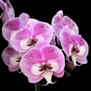 Ready to Flower Size Phalaenopsis PP201