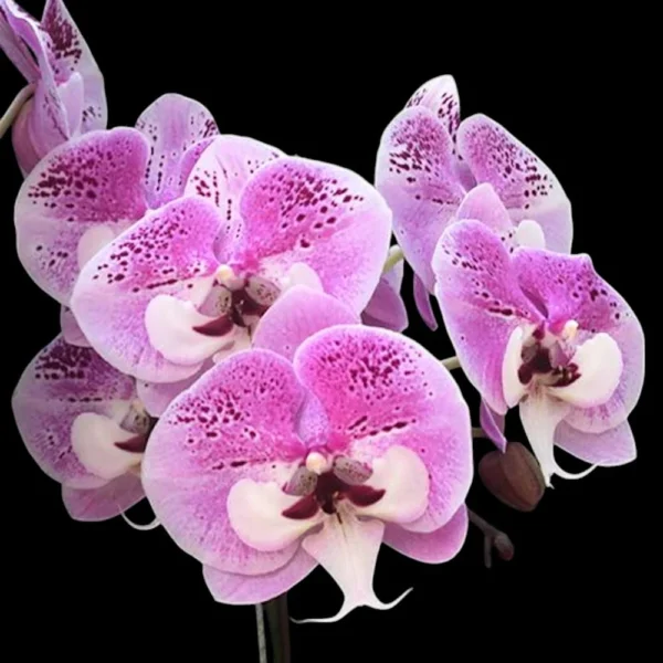 Ready to Flower Size Phalaenopsis PP201