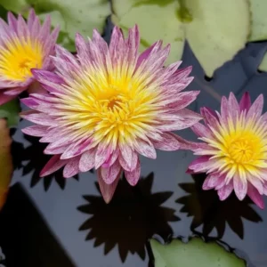 Foythong Water Lily