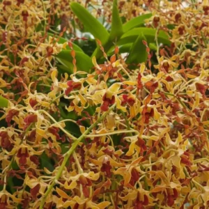 Ready to Flower Size Dendrobium Brown Spider