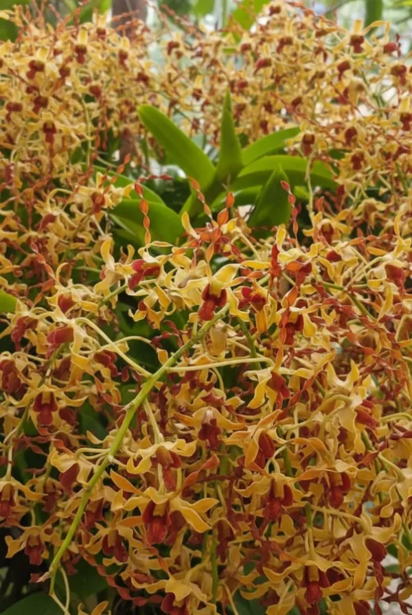 Ready to Flower Size Dendrobium Brown Spider