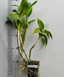 Alternative view of Ready to Flower Size Dendrobium Splash Mutation