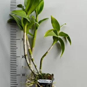 Alternative view of Ready to Flower Size Dendrobium Splash Mutation