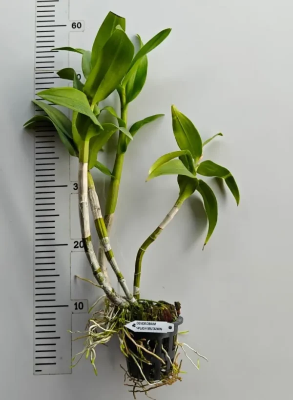 Ready to Flower Size Dendrobium Splash Mutation - Image 2