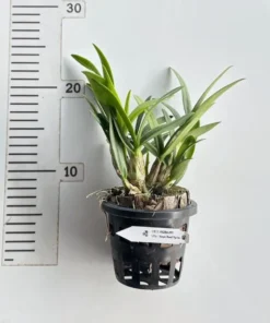 Alternative view of Ready to Flower Size Dendrobium Mini YaYa Red Splash