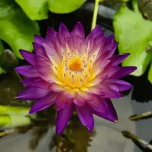 Purple Diamond Water Lily