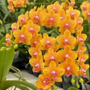 Ready to Flower Size Phalaenopsis PP804