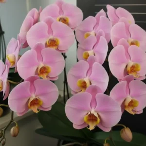 Ready to Flower Size Phalaenopsis PPL71 (Large Flowers)