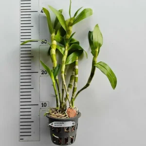 Alternative view of Nobile Napori Blooming Size