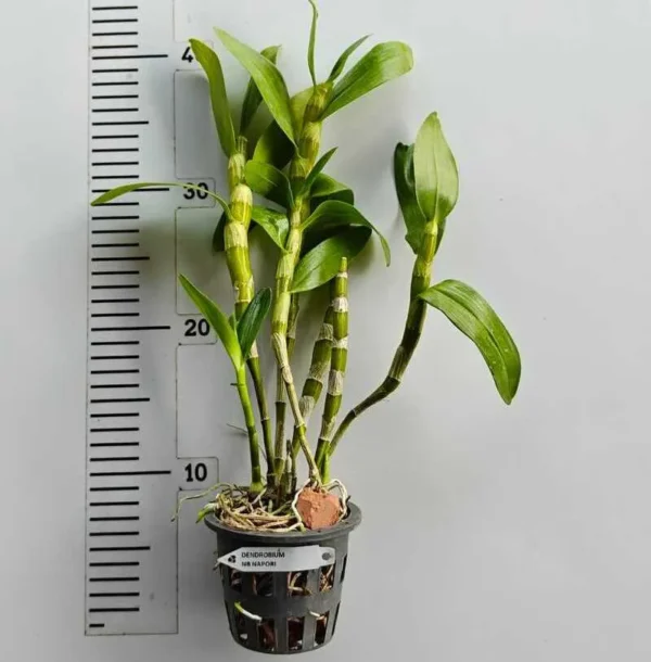 Nobile Napori Blooming Size - Image 2