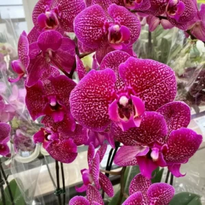 Ready to Flower Size Phalaenopsis PP769