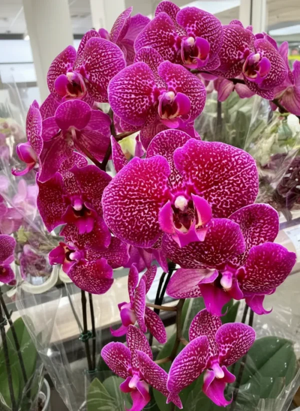 Ready to Flower Size Phalaenopsis PP769