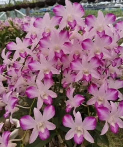 Ready to Flower Size Dendrobium Splash Mutation