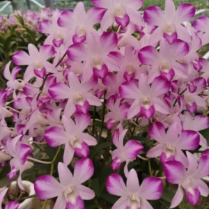 Ready to Flower Size Dendrobium Splash Mutation