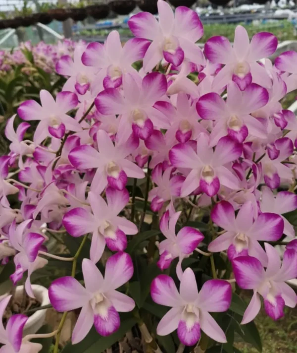 Ready to Flower Size Dendrobium Splash Mutation