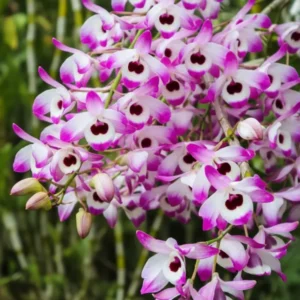 Nobile Napori Blooming Size