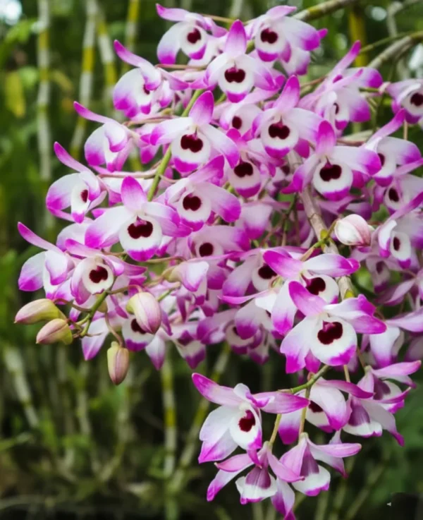 Nobile Napori Blooming Size