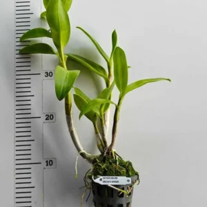 Alternative view of Ready to Flower Size Dendrobium Brown Spider