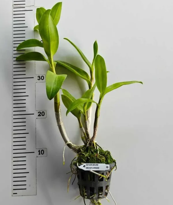 Ready to Flower Size Dendrobium Brown Spider - Image 2