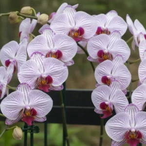 Ready to Flower Size Phalaenopsis PPM45