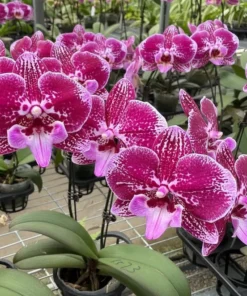 Ready to Flower Size Phalaenopsis PP686