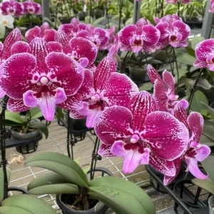 Ready to Flower Size Phalaenopsis PP686