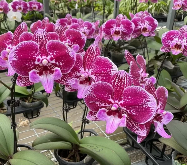 Ready to Flower Size Phalaenopsis PP686