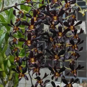 Dendrobium Black Papua - Extra Large Size Plant (Big Pot)
