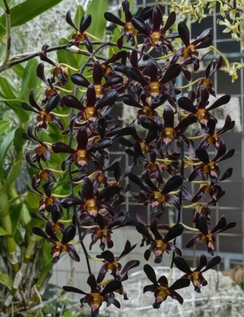 Dendrobium Black Papua - Extra Large Size Plant (Big Pot)