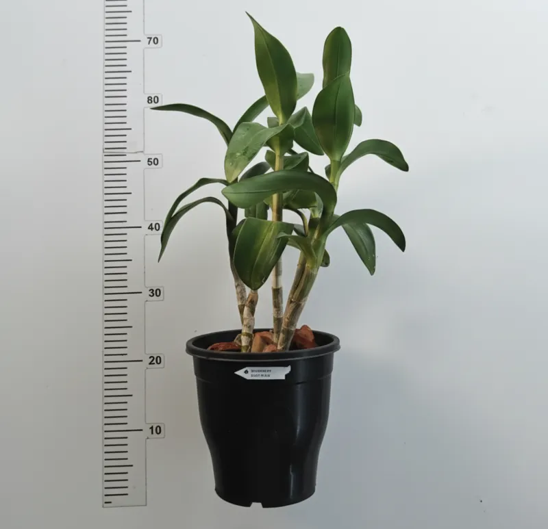Dendrobium Black Papua - Extra Large Size Plant (Big Pot) - Image 3