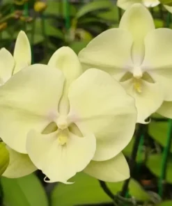 Ready to Flower Size Phalaenopsis PPM97