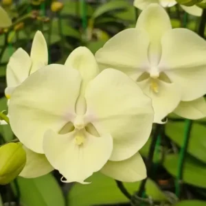 Ready to Flower Size Phalaenopsis PPM97