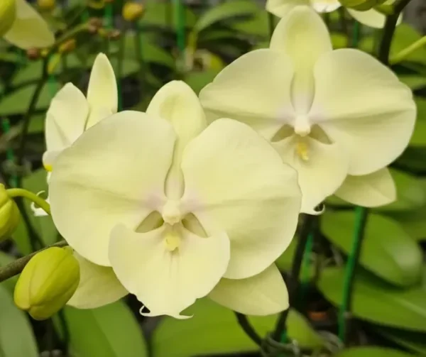 Ready to Flower Size Phalaenopsis PPM97
