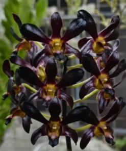 Alternative view of Dendrobium Black Papua - Extra Large Size Plant (Big Pot)
