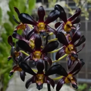 Alternative view of Dendrobium Black Papua - Extra Large Size Plant (Big Pot)