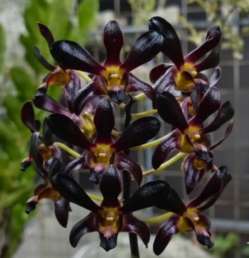 Dendrobium Black Papua - Extra Large Size Plant (Big Pot) - Image 2