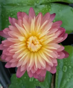 Honey Dew Water Lily