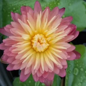 Honey Dew Water Lily