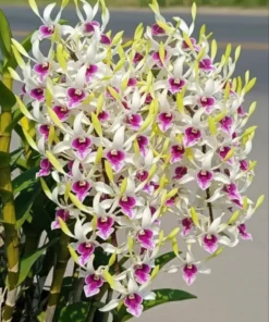 Uthai Yellow 91 Seedling