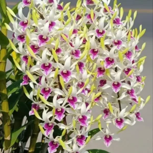 Uthai Yellow 91 Seedling